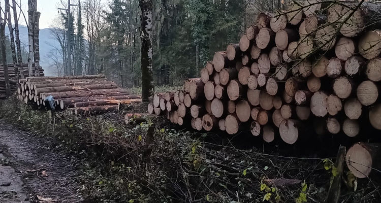 Sicurezza Alberi strade collinari